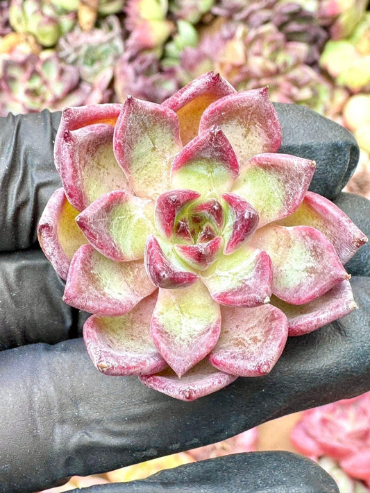 Echeveria Nightingale | Live Succulent Plant | Variegated Echeveria - Pack of 5 Pcs