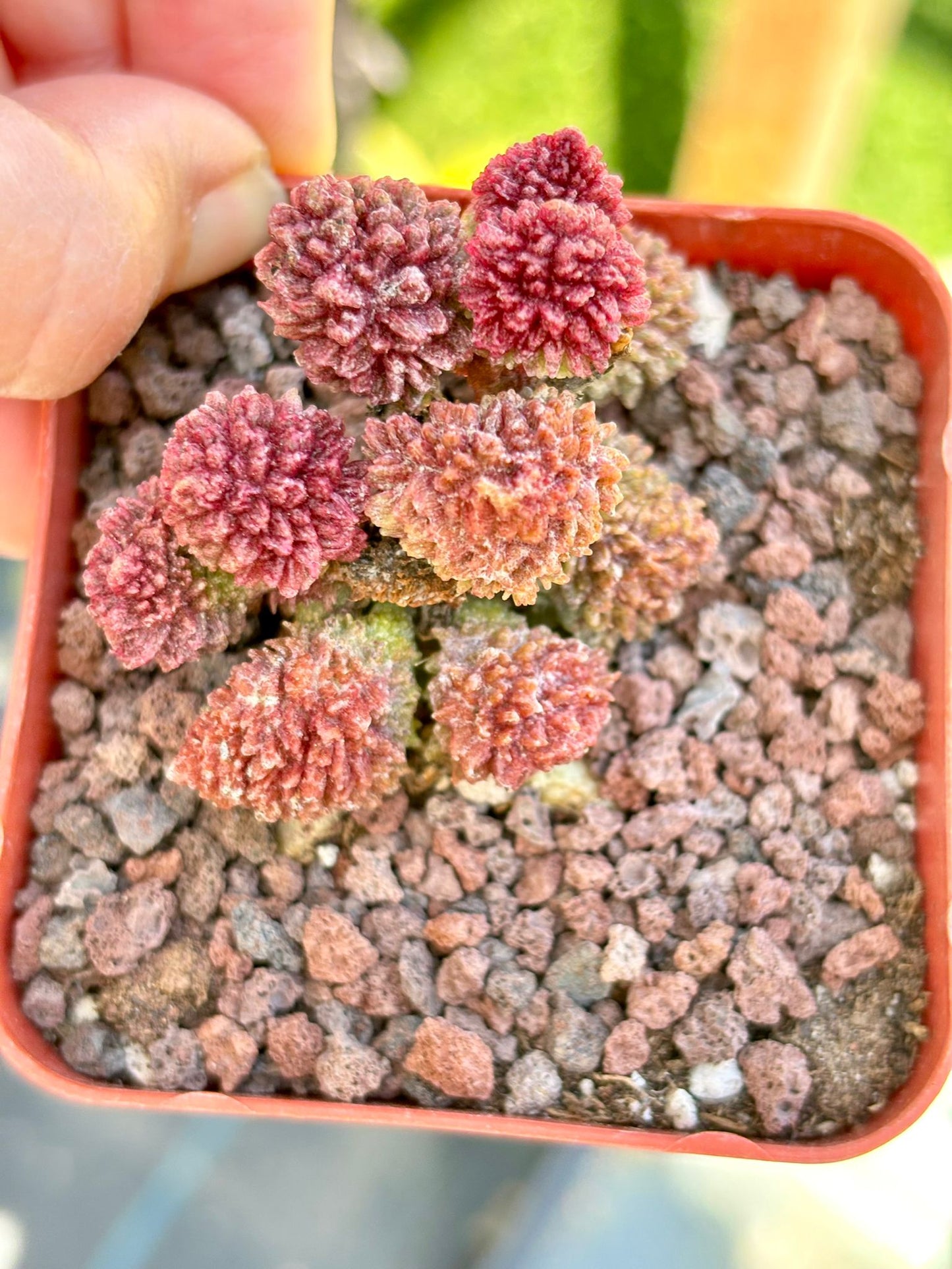 Andromischus Herrei Live Succulent Plant | Korean Succulent | Rare Imported Echeveria | Imported Plants