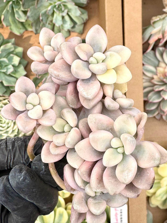 Echeveria Ellen Variegated | Live Succulent Plant | Korean Succulent | Rare Imported Echeveria | Imported Plants