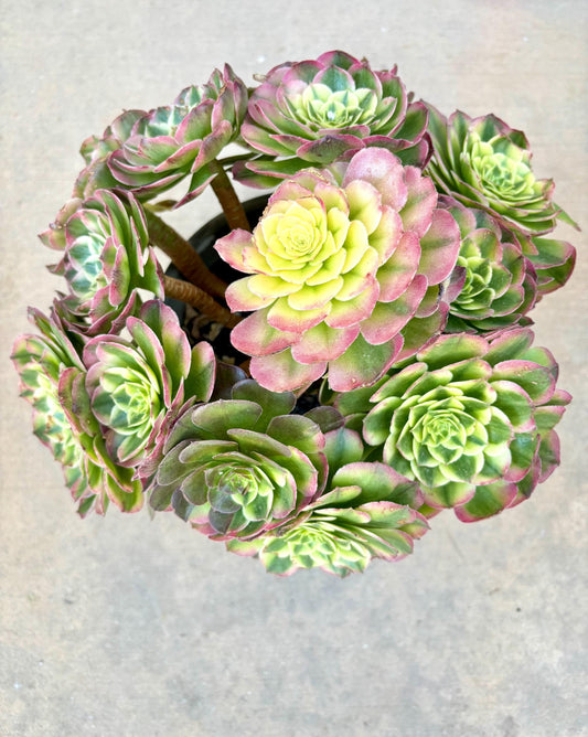 Aeonium Black Monster Variegated | Live Succulent Plant | Rare Imported Aeonium | Imported Plants