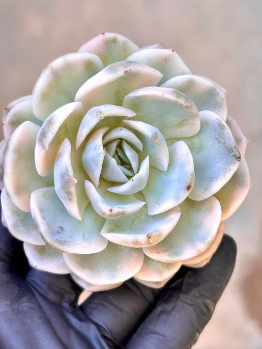 Echeveria Snowball Variegated | Live Succulent Plant | Korean Succulent | Rare Imported Echeveria | Imported Plants