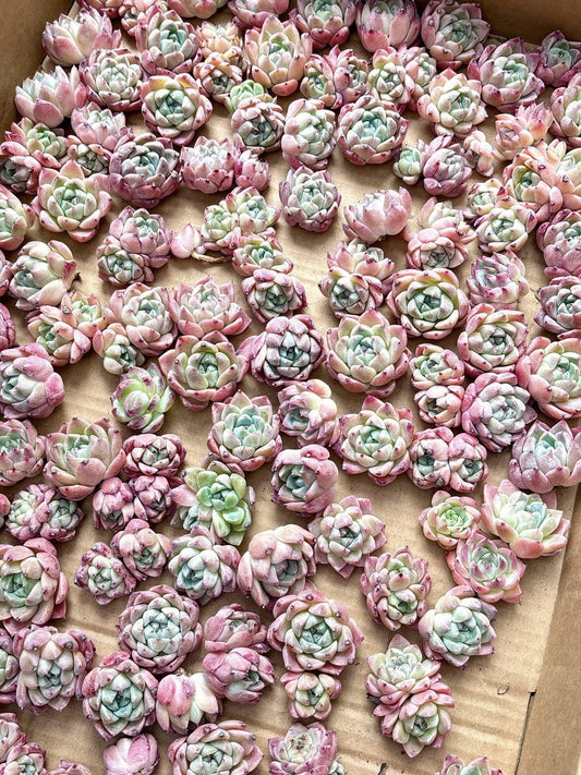 Echeveria Like A Dream | Live Succulent Plant | Korean Succulent | Variegated Echeveria | Imported Plants | Echeveria Clusters