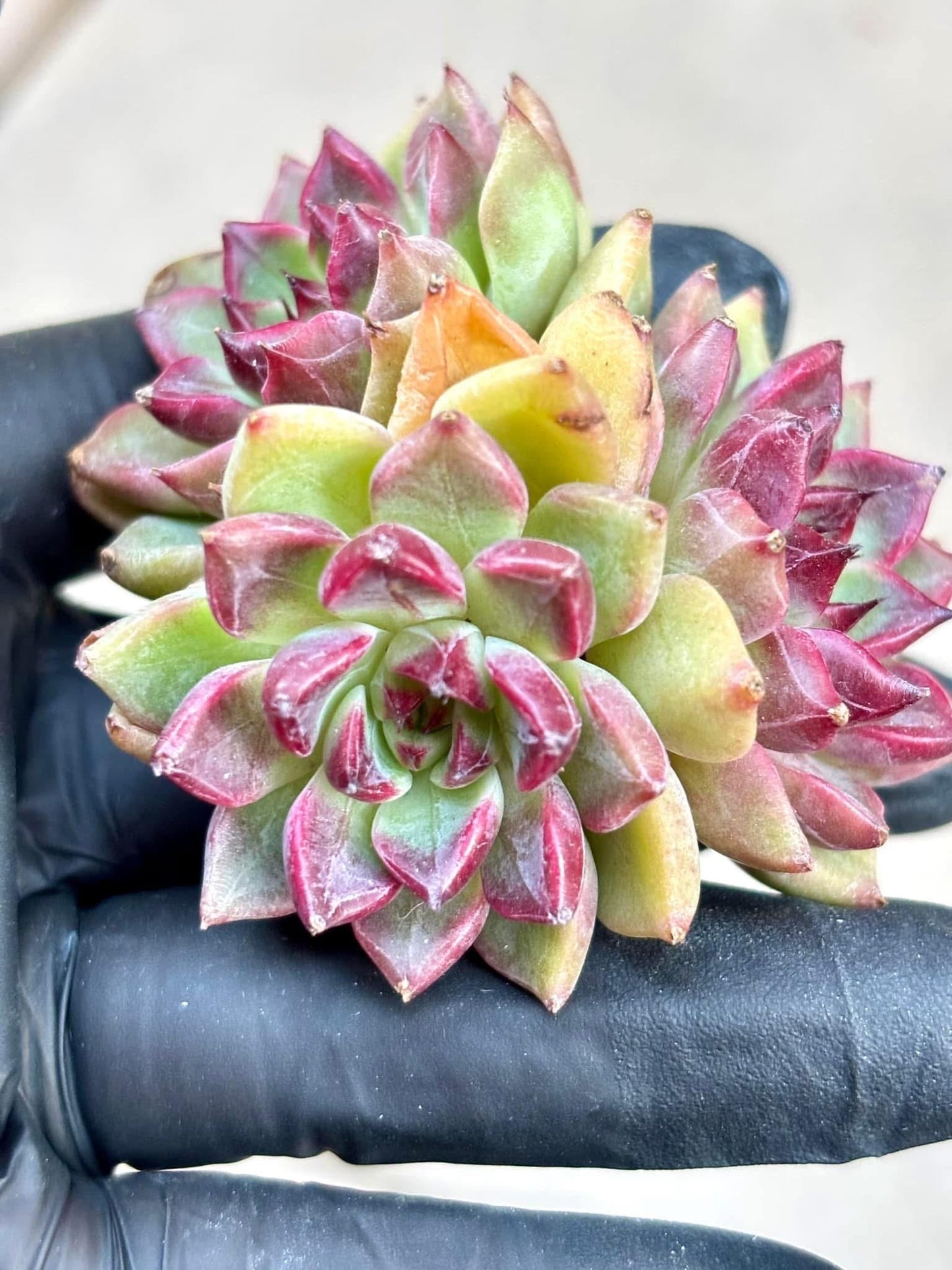 Echeveria Cherries | Live Succulent Plant | Korean Succulent | Variegated Echeveria | Imported Plants