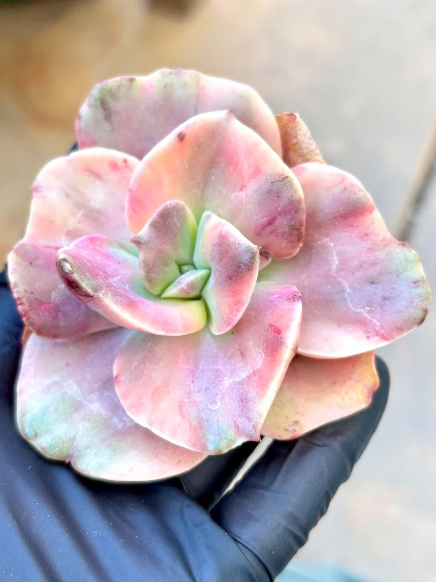 Echeveria Rose Variegated | Live Succulent Plant | Korean Succulent | Variegated Echeveria | Imported Plants