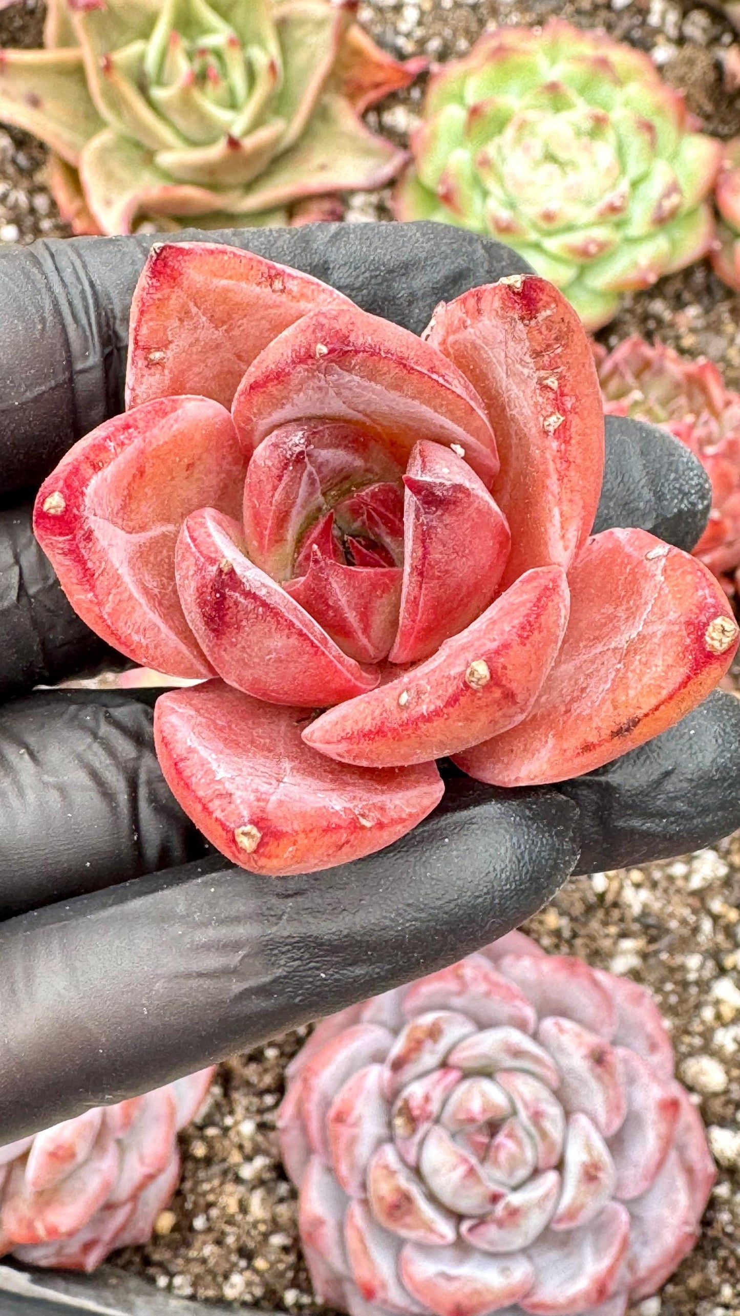 Echeveria Hot Summer | Live Succulent Plant | Korean Succulent | Rare Imported Echeveria | Imported Plants