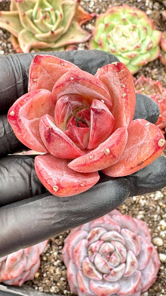 Echeveria Hot Summer | Live Succulent Plant | Korean Succulent | Rare Imported Echeveria | Imported Plants