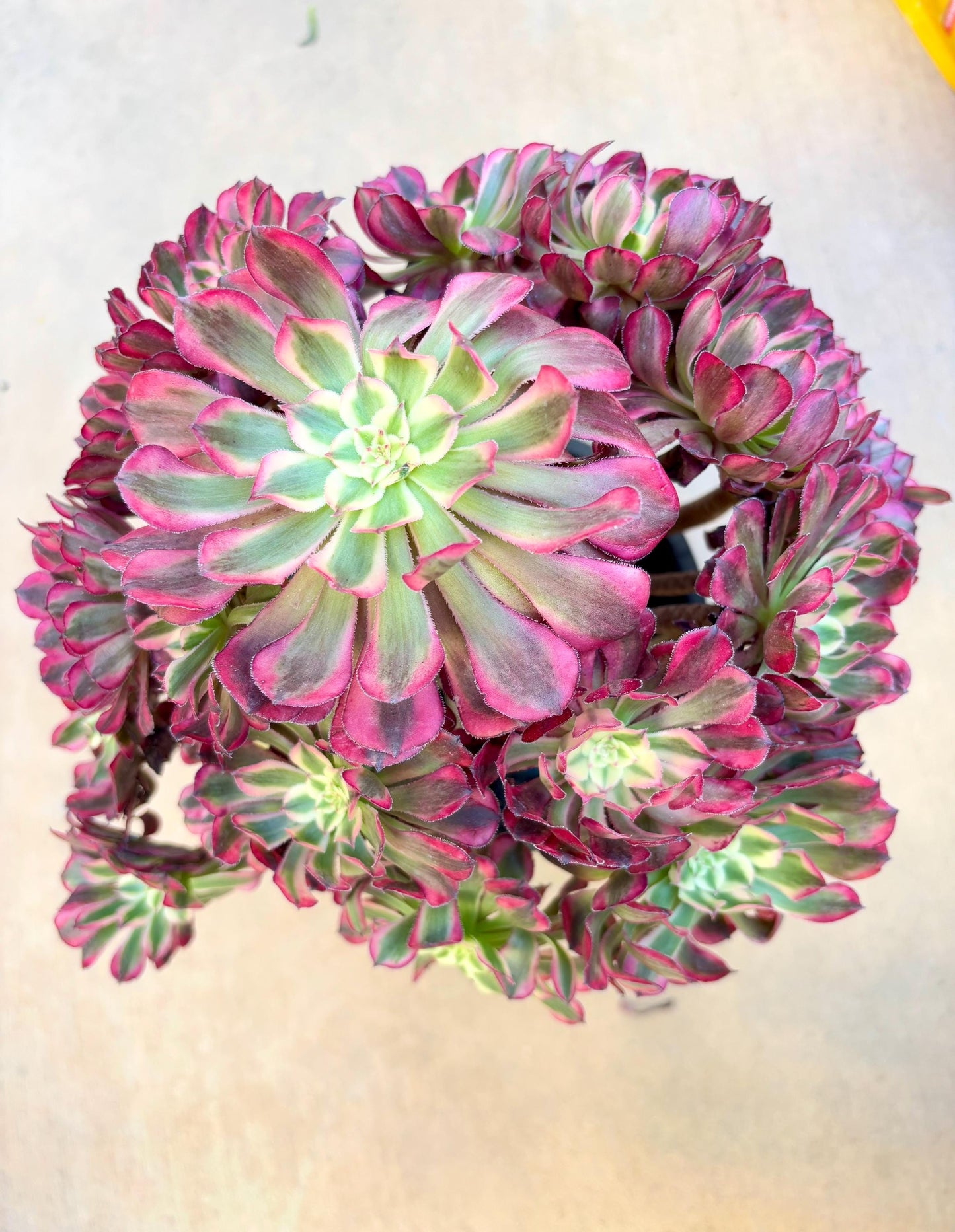 Aeonium Moon Goddess Variegated l | 12” width | Live Succulent Plant | Korean Succulent | Variegated aeonium | Imported Plants |