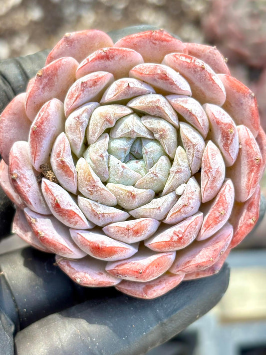 Echeveria Snowy Face | Live Succulent Plant | Korean Succulent | Rare Imported Echeveria | Imported Plants