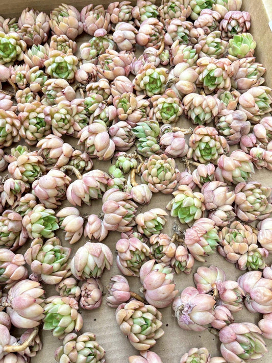 Echeveria Jenny | Live Succulent Plant | Korean Succulent | Variegated Echeveria | Imported Plants | Echeveria Clusters