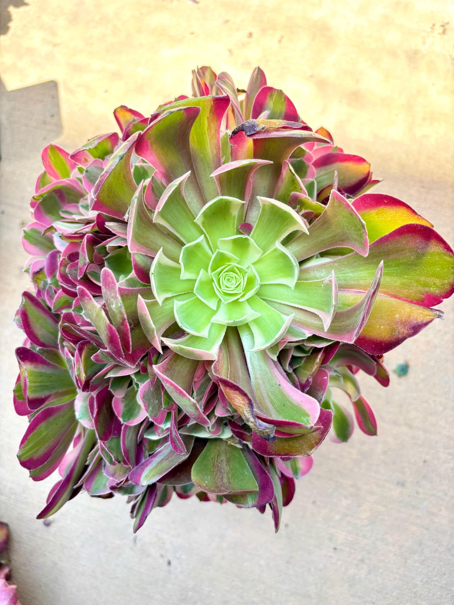 Aeonium Red Lips Variegated | Live Succulent Plant | Rare Imported Aeonium | Imported Plants
