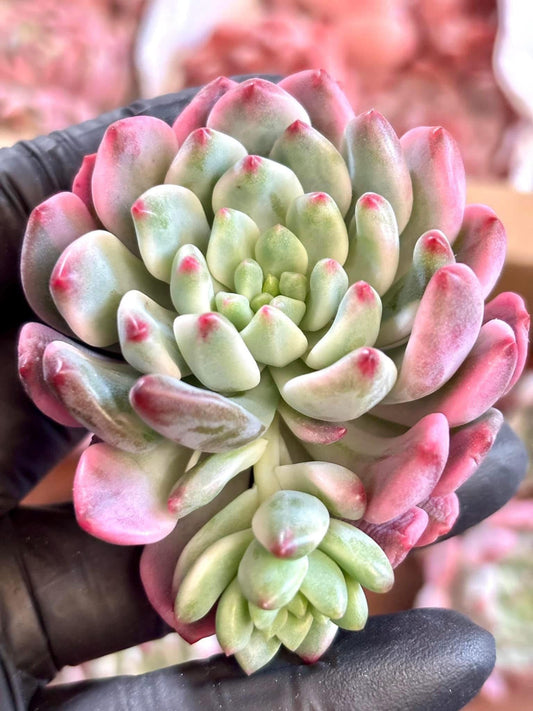 Echeveria Blue Apple Variegated | Live Succulent Plant | Korean Succulent | Rare Imported Echeveria | Imported Plants