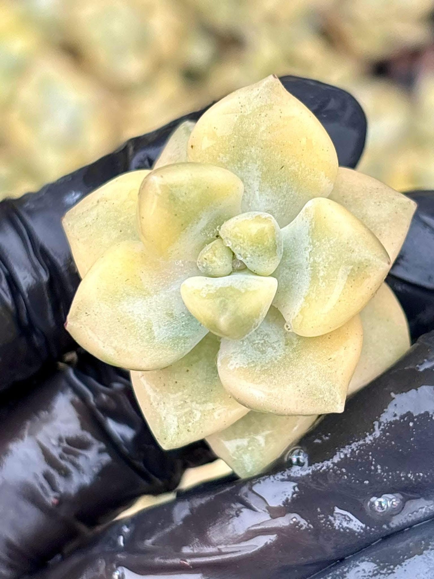 Echeveria Apricot Beauty Variegated (5pcs) | Live Succulent Plant | Korean Succulent | Variegated Pachyveria | Imported Plants