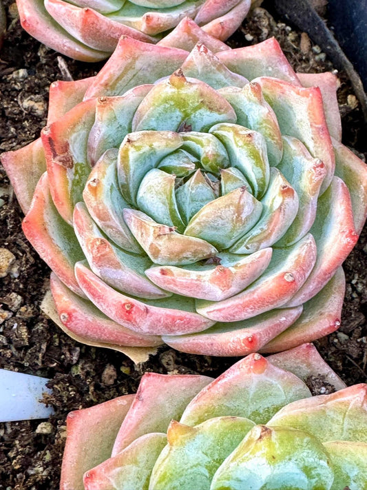 Echeveria Perfume Lily | Live Succulent Plant | Korean Succulent | Rare Imported Echeveria | Imported Plants