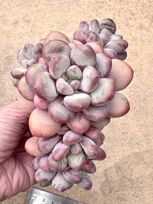 Echeveria Rainbow Milk | Rare Imported Succulent | Collector’s Succulent