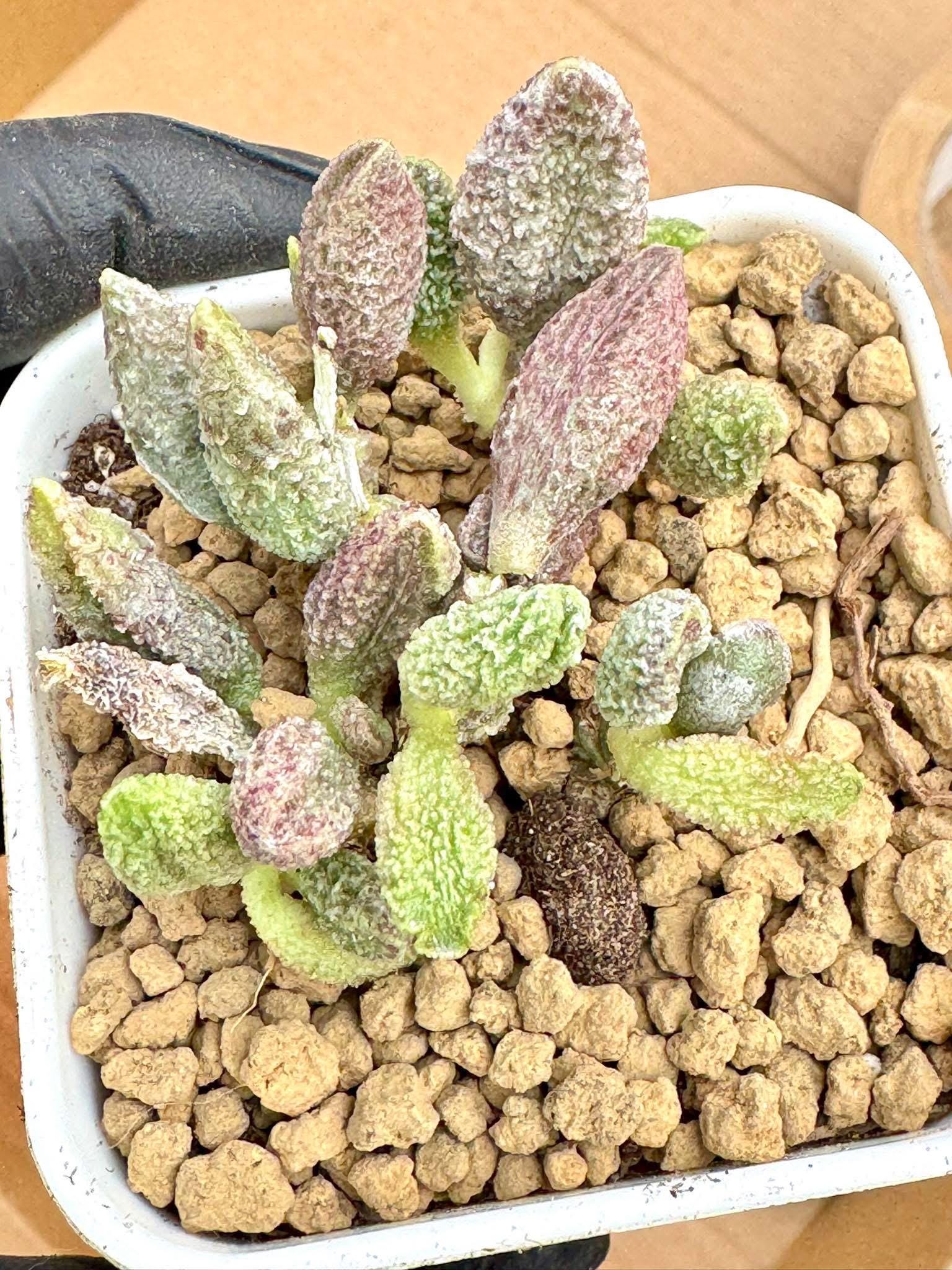 succulent rare plant Adromischus 7 Colored Fairies | Live Succulent Plant