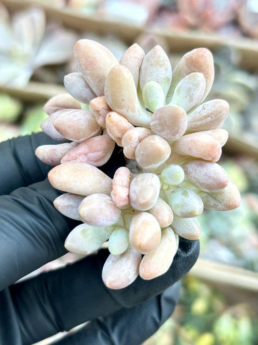 Echeveria dumpling | Live Succulent Plant | Echeveria Cluster | Rare Imported Echeveria | Imported Plants