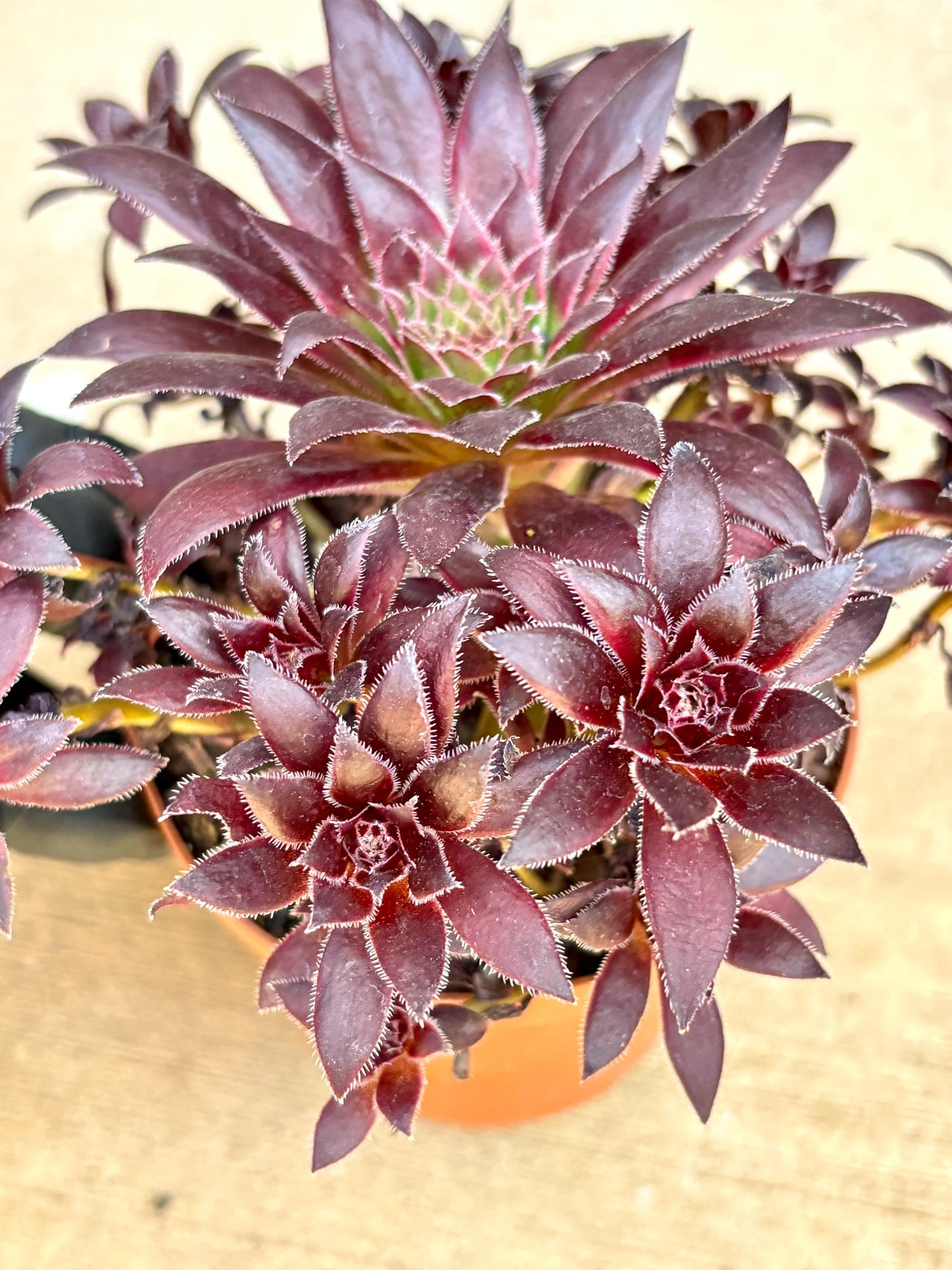 Aeonium Phoenix Variegated | Live Succulent Plant | Korean Succulent | Rare Imported Aeonium | Imported Plants