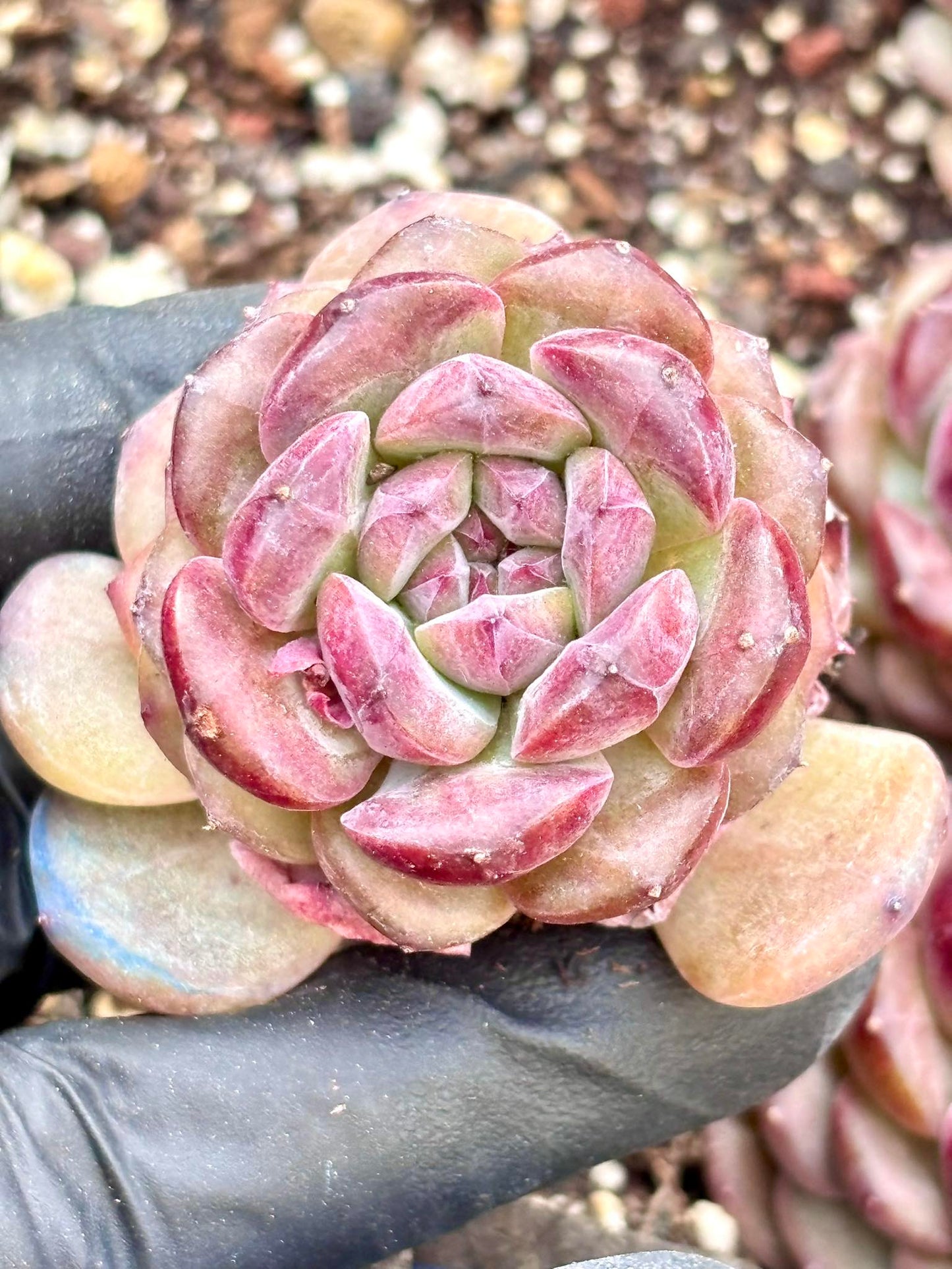 Echeveria Red Star | Live Succulent Plant | Korean Succulent | Rare Imported Echeveria | Imported Plants