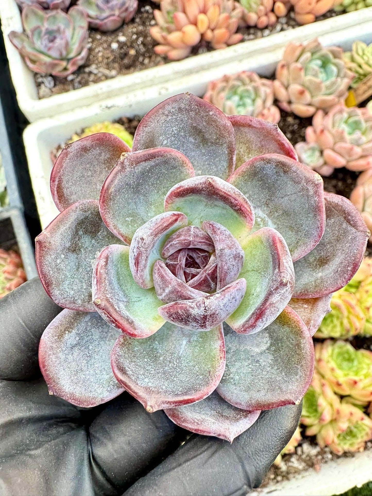 Echeveria Black Monroe | Live Succulent Plant | Korean Succulent | Rare Imported Echeveria | Imported Plants