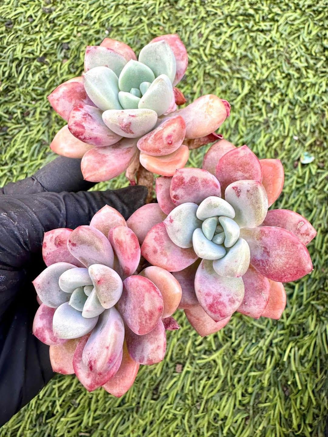 Echeveria Spotted Deer | Rare Imported Succulent | Collector’s Succulent