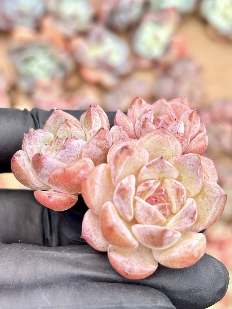 Echeveria Yunlan | Live Succulent Plant | Korean Succulent | Rare Imported Echeveria | Imported Plants