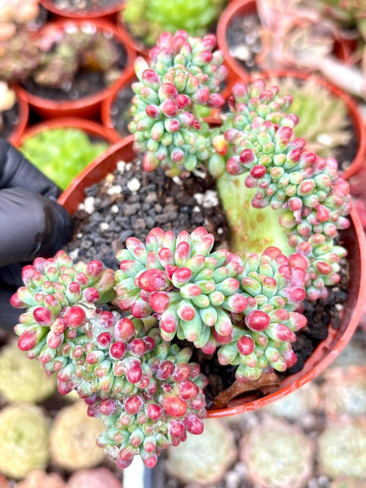 Sedum Pachyphyllum Crested | Live Succulent Plant | Korean Succulent | Rare Imported sedum | Imported Plants