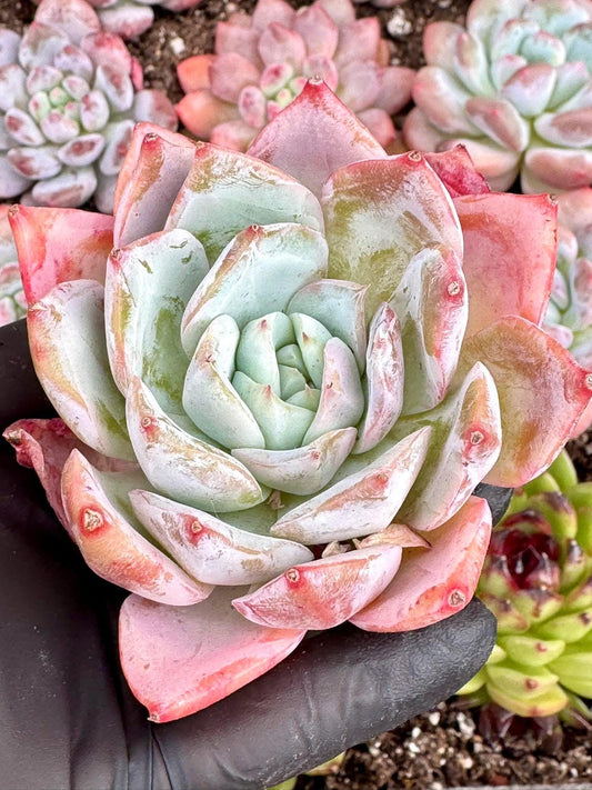 Echeveria Baiwei | Live Succulent Plant | Imported Succulent | Variegated Echeveria | Imported Echeveria