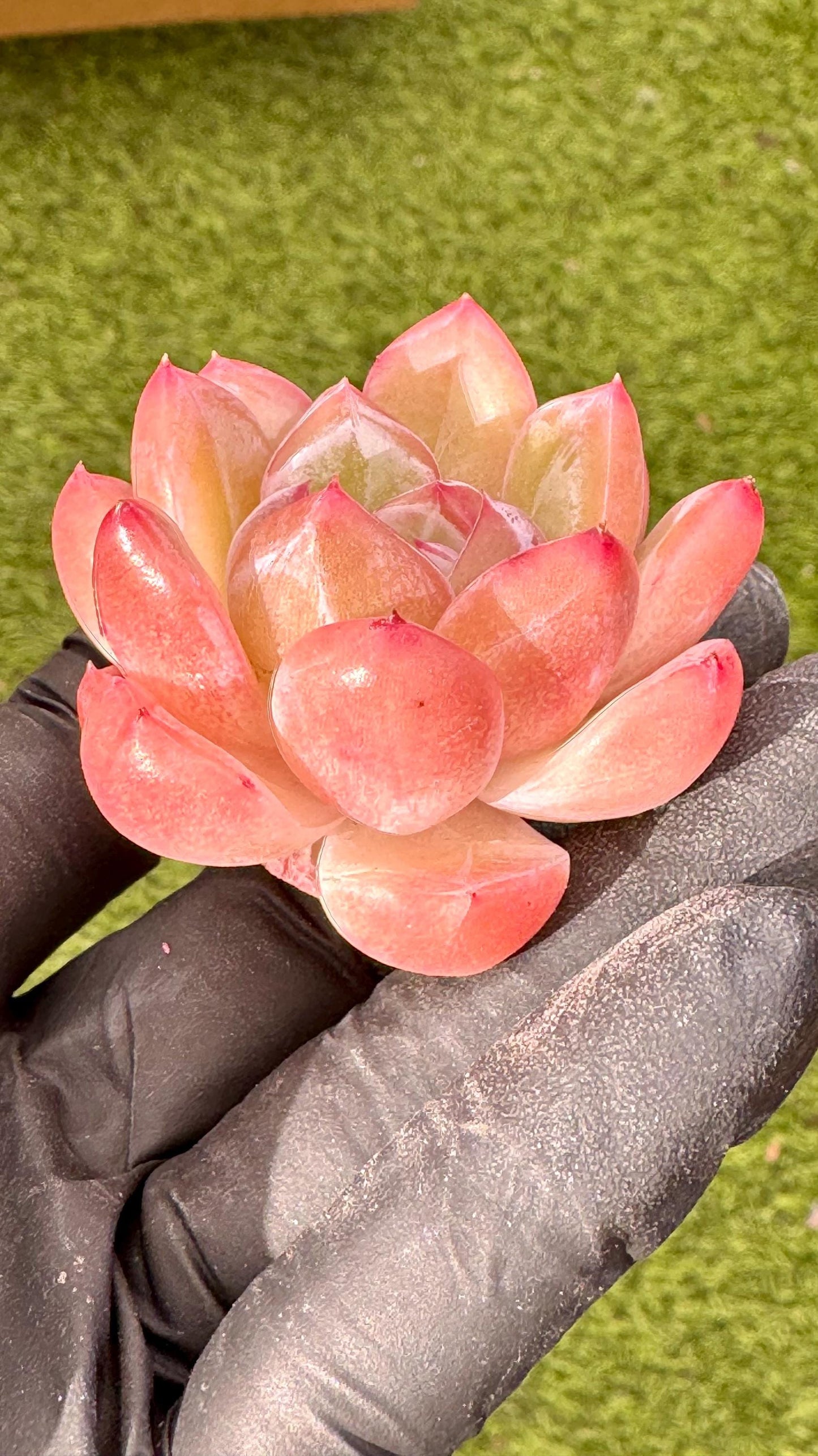 Echeveria Crystal | Live Succulent Plant | Korean Succulent | Rare Imported Echeveria | Imported Plants