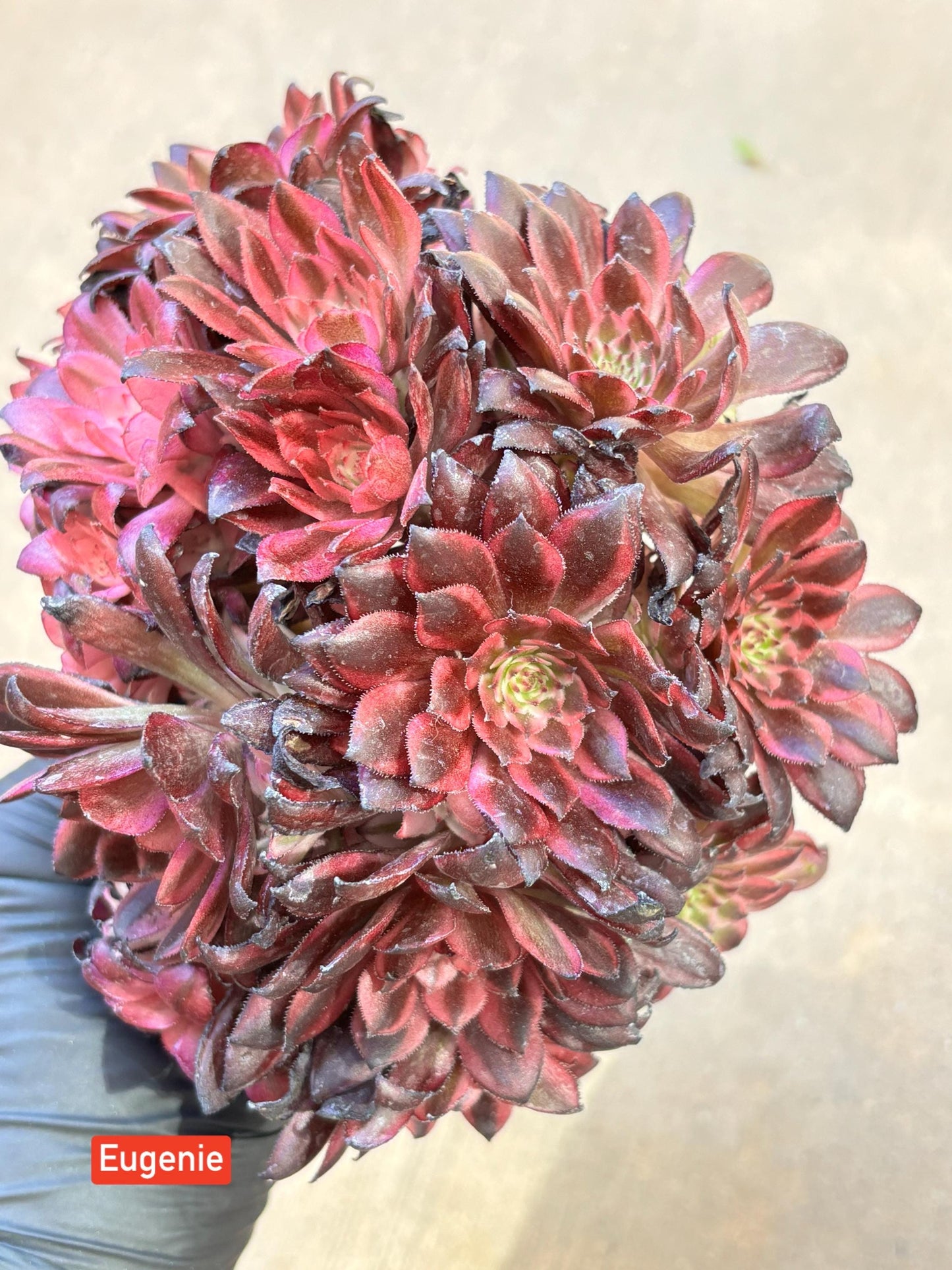 Aeonium Euginie Variegated Lollipop | Live Succulent Plant | Korean Succulent | Rare Imported Aeonium | Imported Plants