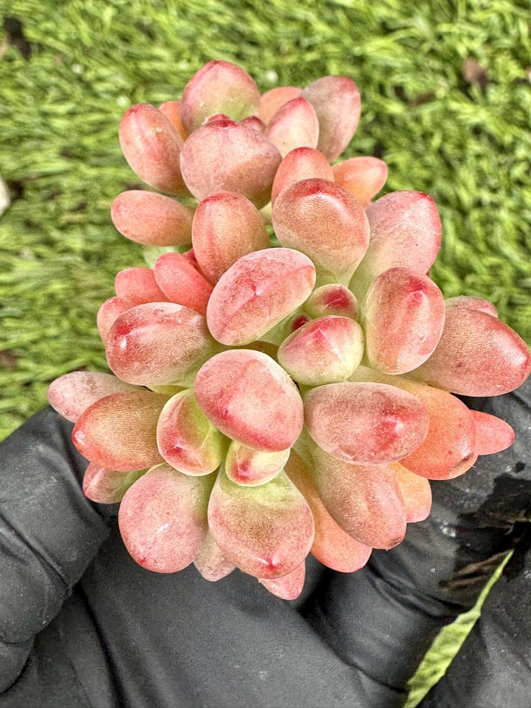 Pachyphytum Tom Cat | Live Succulent Plant | Korean Succulent | Rare Imported Echeveria | Imported Plants