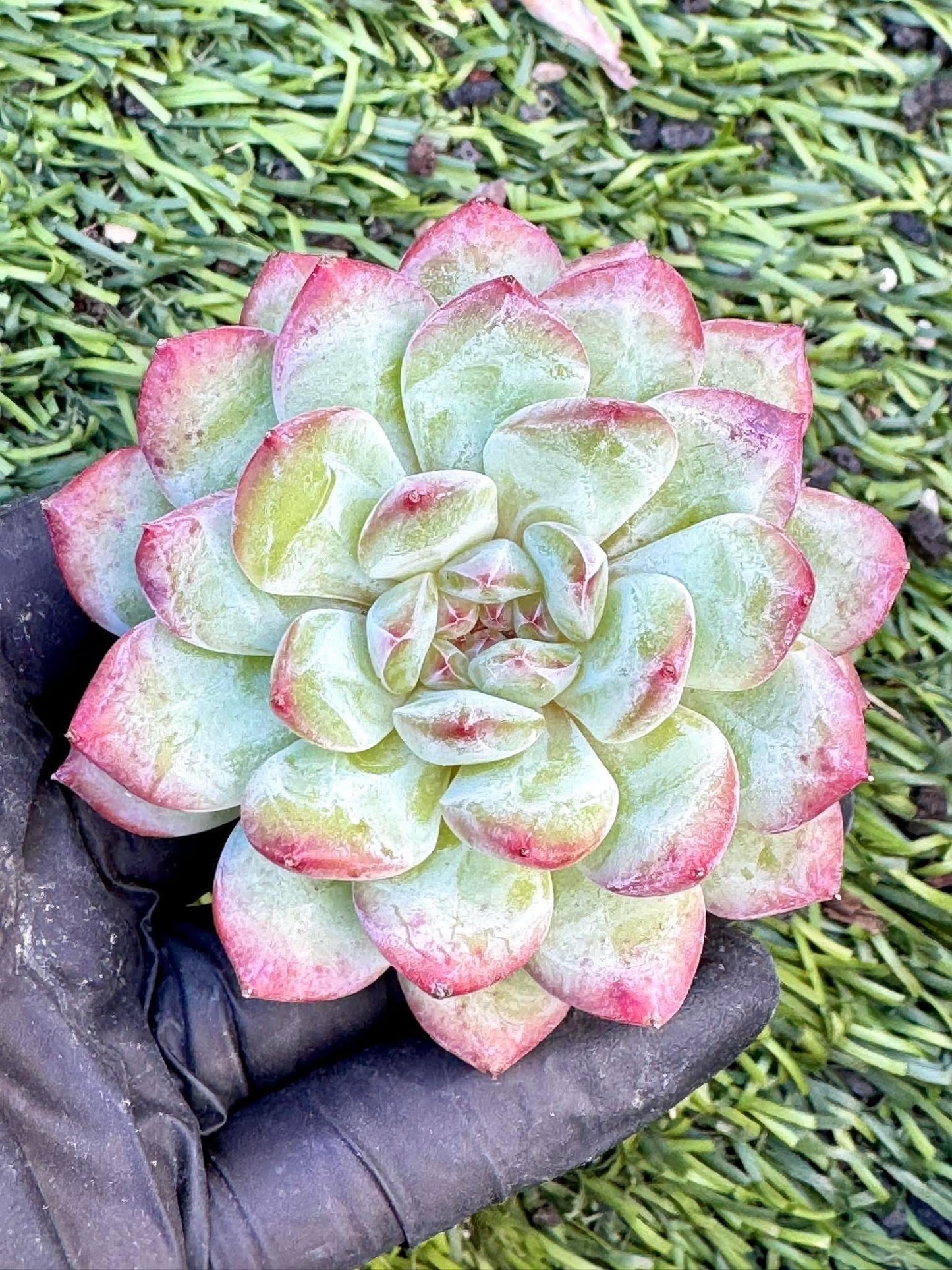 Echeveria Red Sleeve | Live Succulent Plant | Korean Succulent | Rare Imported Echeveria | Imported Plants