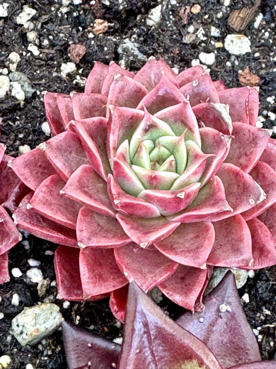 Echeveria First Born | Rare Imported Succulent | Collector’s Succulent