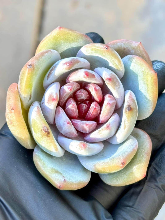 Echeveria Snow Angel Sugar Heart | Live Succulent Plant | Korean Succulent | Rare Imported Echeveria | Imported Plants