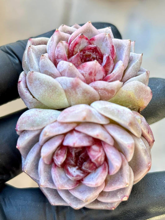 Echeveria Red Velvet| Live Succulent Plant | Korean Succulent | Rare Imported Echeveria | Imported Plants