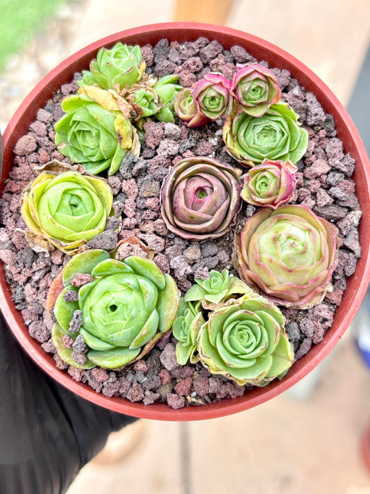 Echeveria Greenovia Mix (7 Plants as shown) | Live Succulent Plant | Korean Succulent | Rare Imported Echeveria | Imported Plants