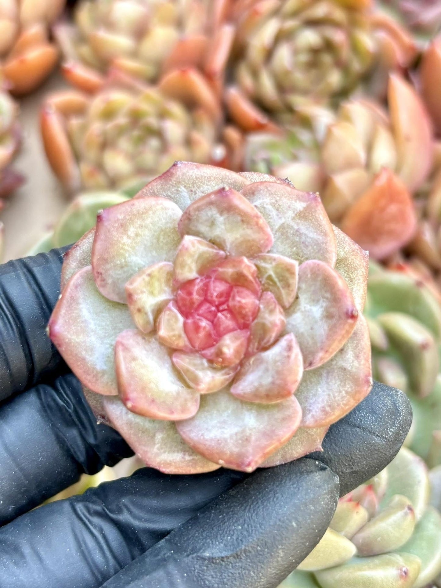 Echeveria Rock Candy | Live Succulent Plant | Echeveria Cluster | Rare Imported Echeveria | Imported Plants