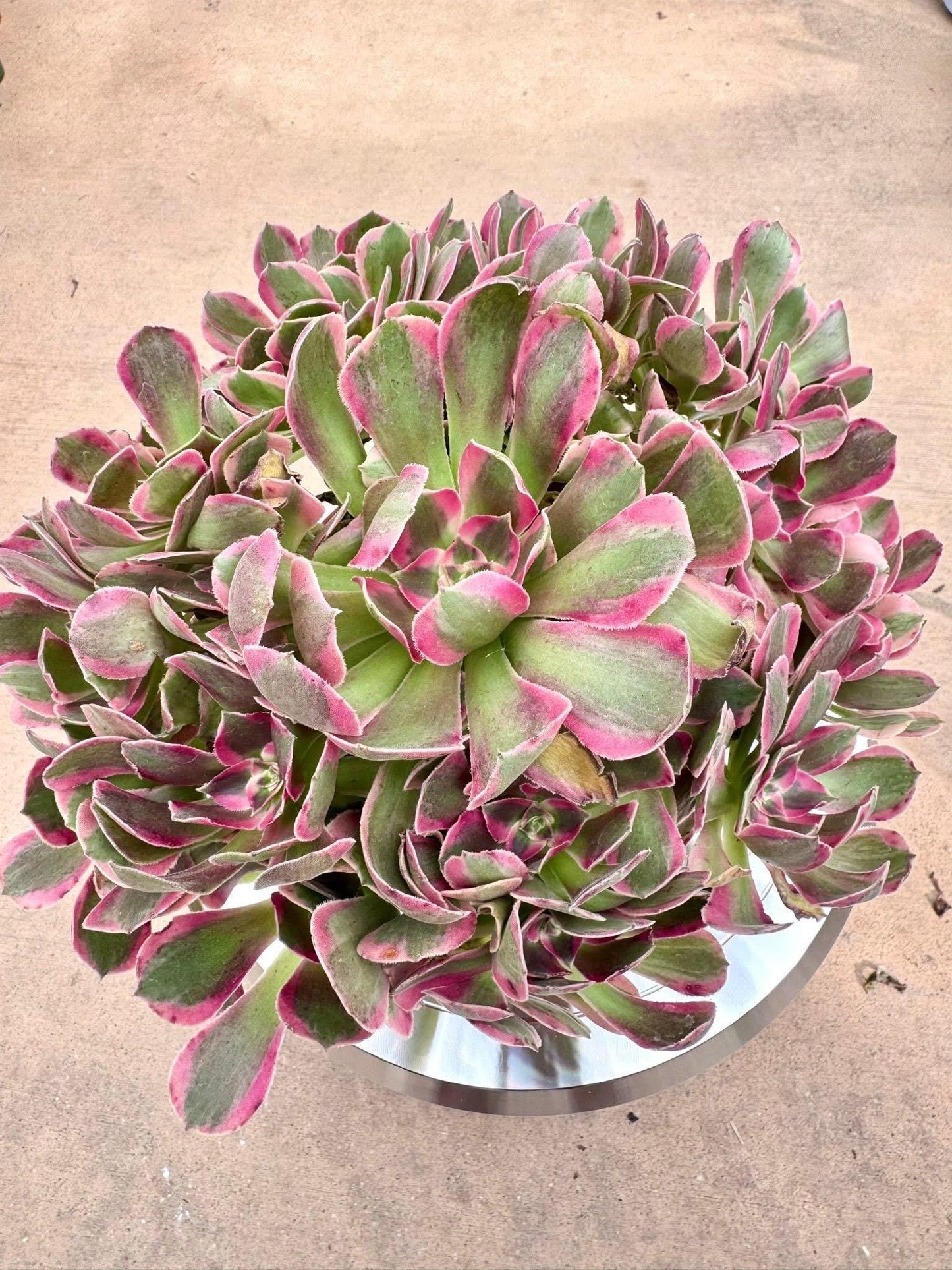 Aeonium First Love Variegated | Live Succulent Plant | Rare Imported Aeonium | Imported Plants