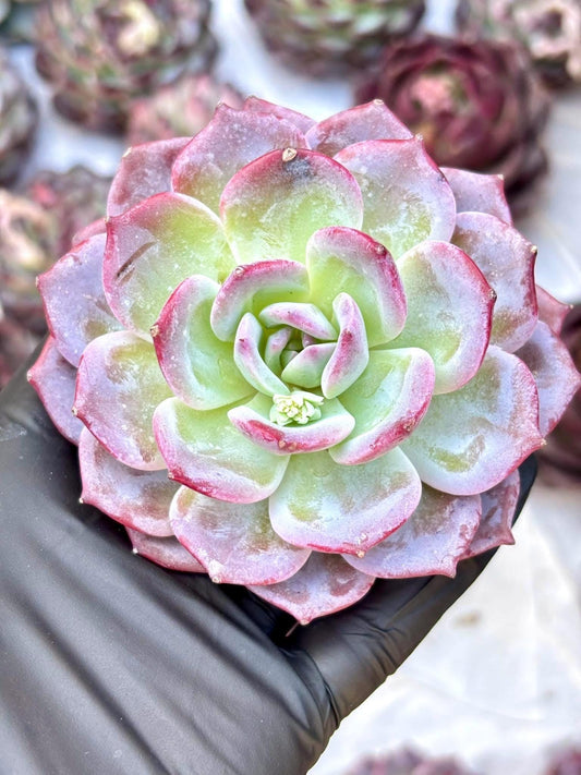 Echeveria Snow Tea | Live Succulent Plant | Korean Succulent | Rare Imported Echeveria | Imported Plants