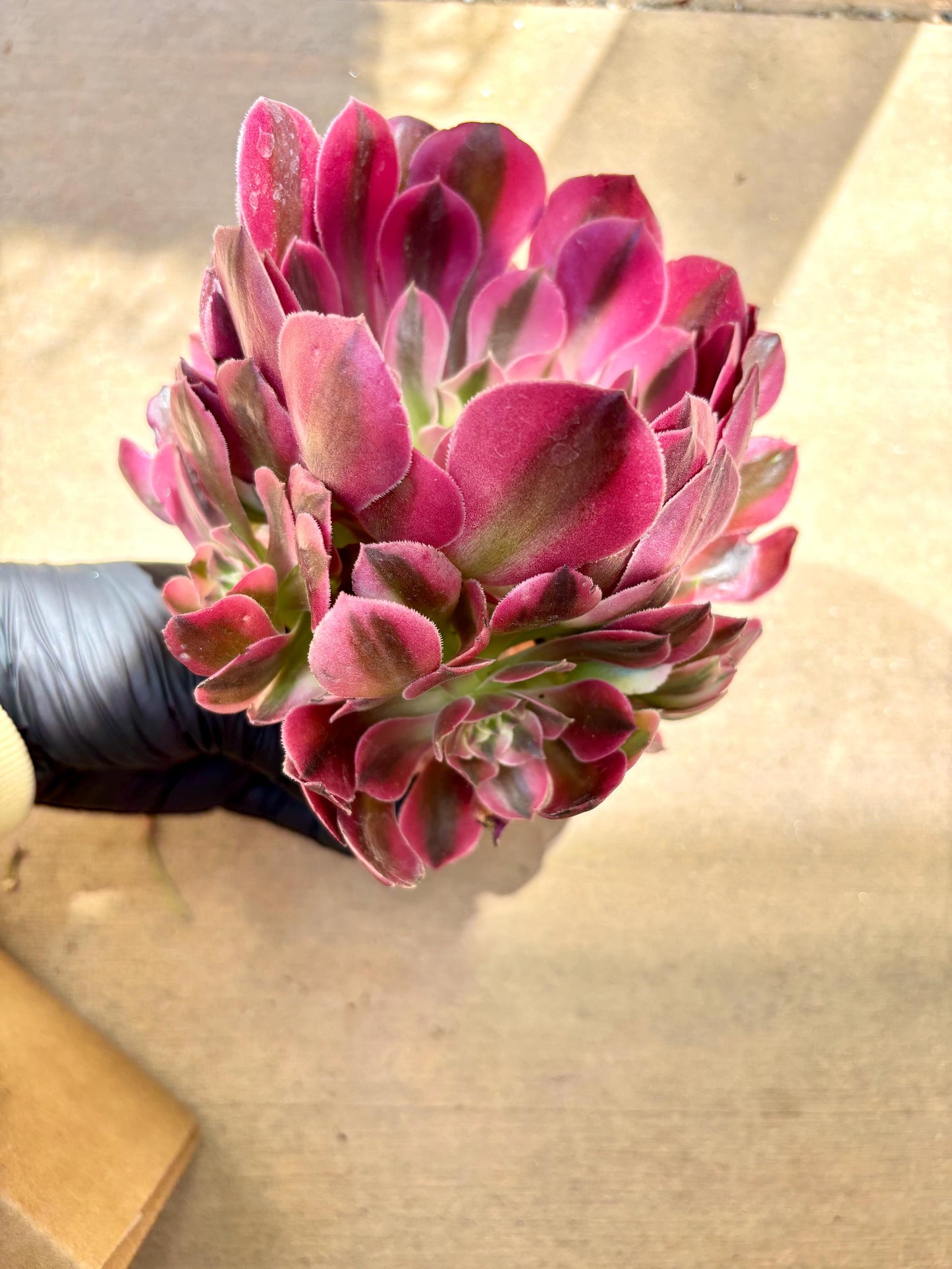 Aeonium Xiang Fei Variegated | Live Succulent Plant | Korean Succulent | Rare Imported Aeonium | Imported Plants