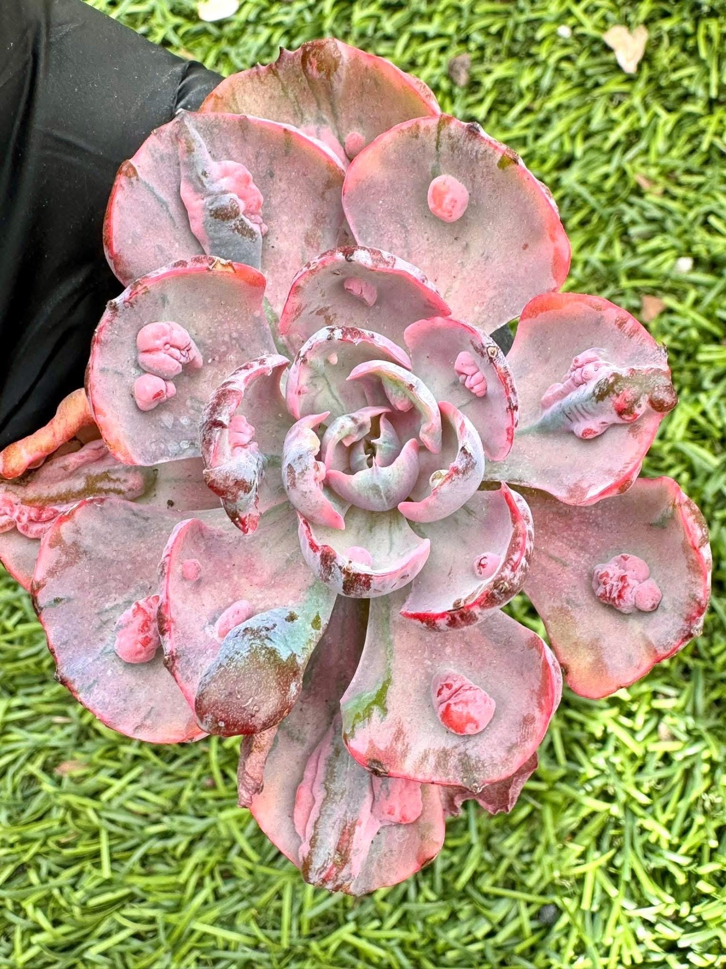 Echeveria Beyonce Variegated | Live Succulent Plant | Korean Succulent | Variegated Echeveria | Imported Plants