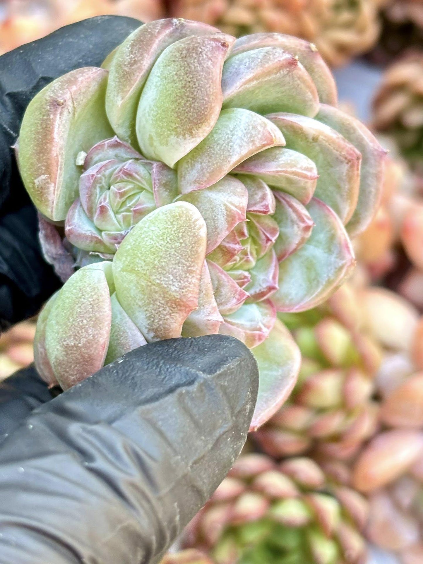 Echeveria Carslan | Live Succulent Plant | Echeveria Cluster | Rare Imported Echeveria | Imported Plants