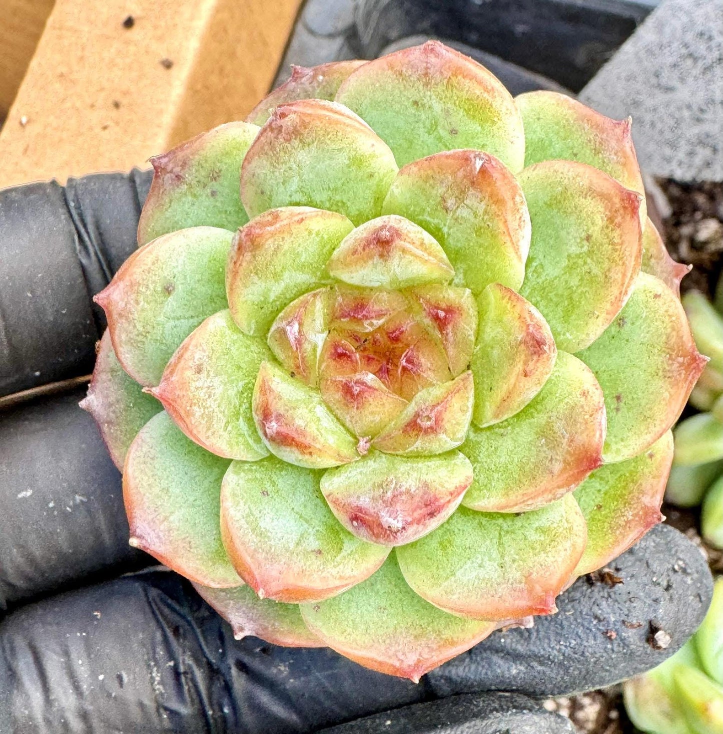 Echeveria Wild Daisy | Live Succulent Plant | Korean Succulent | Variegated Echeveria | Imported Plants