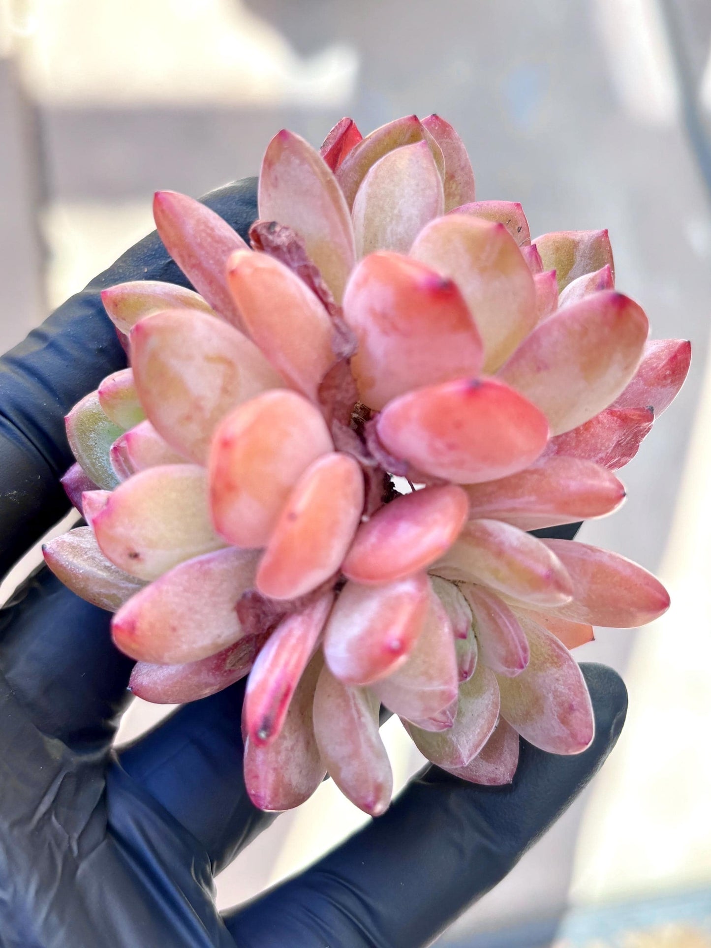 Echeveria All Star | Live Succulent Plant | Korean Succulent | Variegated Echeveria | Imported Plants