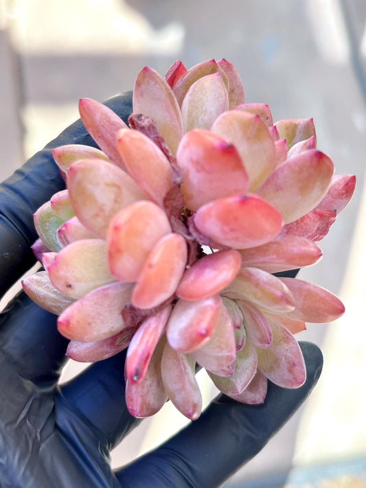 Echeveria All Star | Live Succulent Plant | Korean Succulent | Variegated Echeveria | Imported Plants