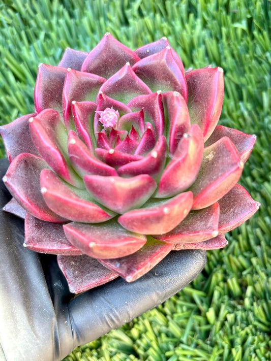Echeveria Crimson Eyes | Live Succulent Plant | Korean Succulent | Rare Imported Echeveria | Imported Plants