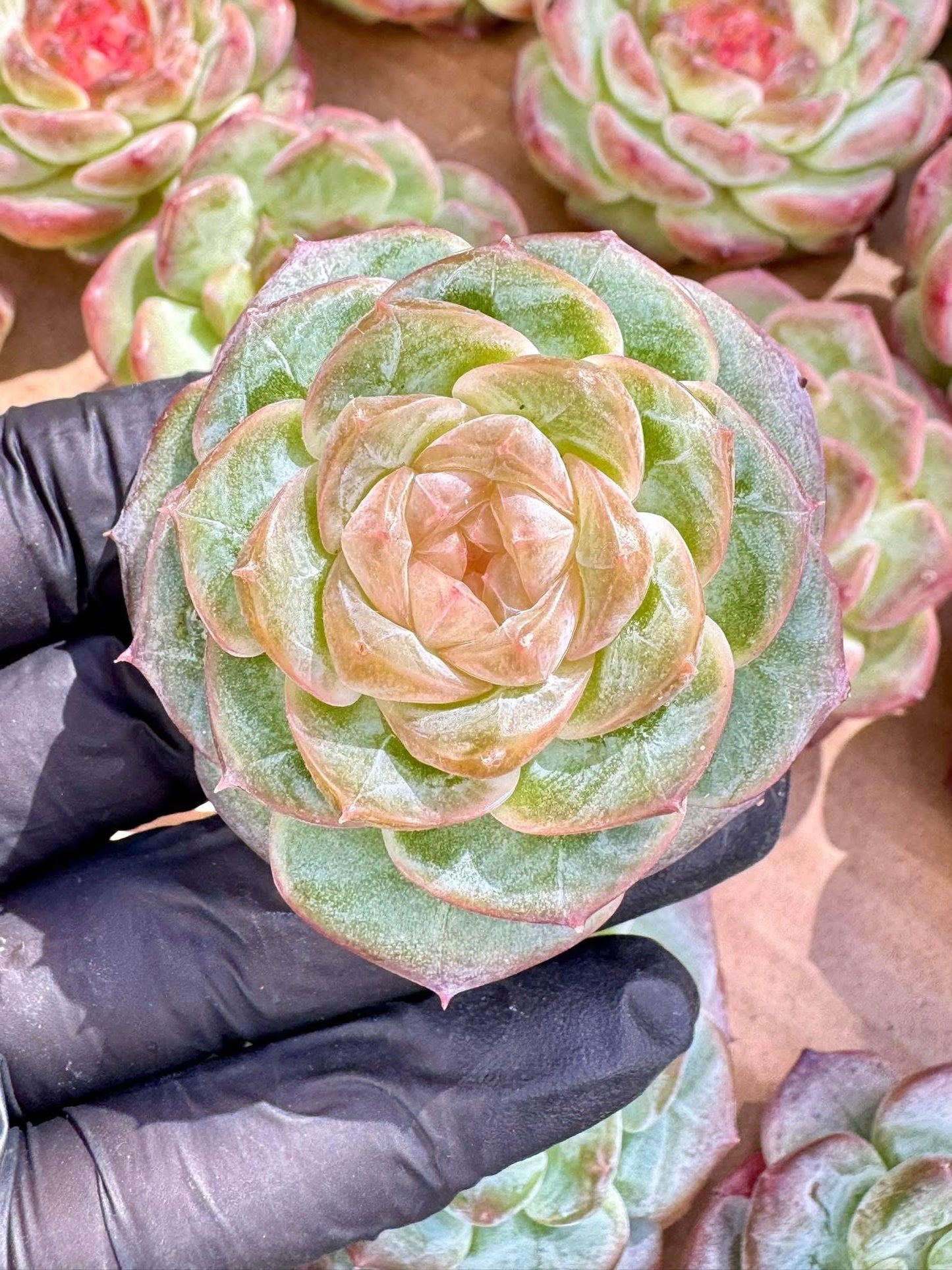 Echeveria Frozen Liphoney | Live Succulent Plant | Imported Plants | Imported Echeveria