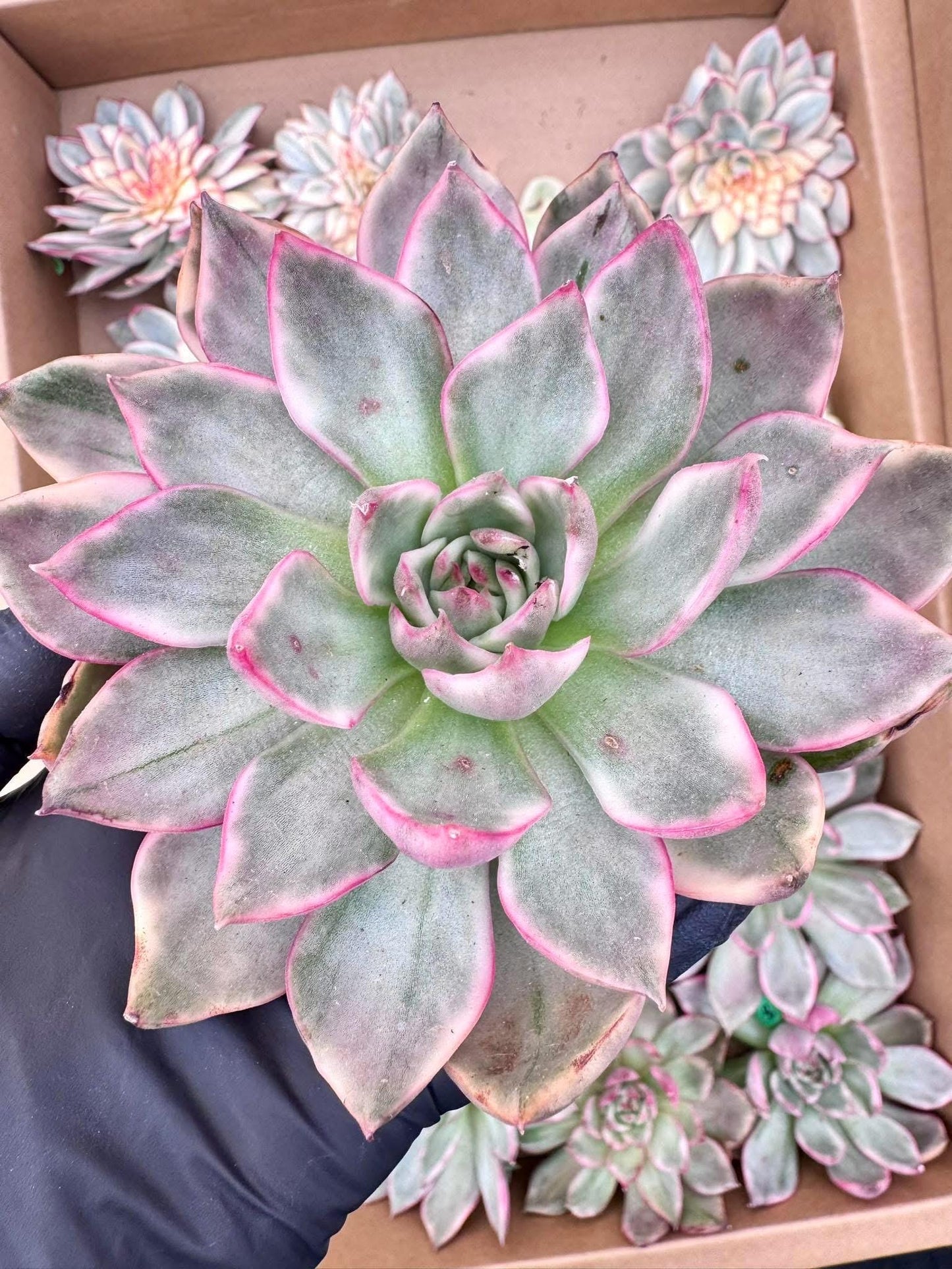 Echeveria Dream Snow Variegated | Live Succulent Plant | Korean Succulent | Variegated Echeveria | Imported Plants