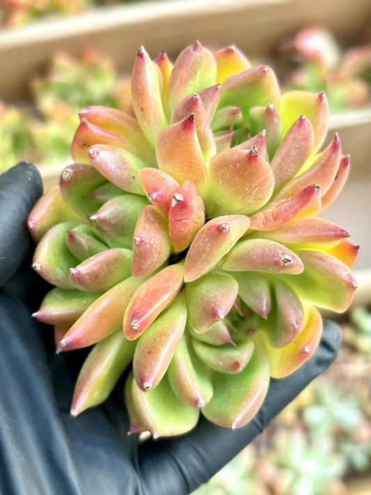 Echeveria Garcia | Live Succulent Plant | Echeveria Cluster | Rare Imported Echeveria | Imported Plants