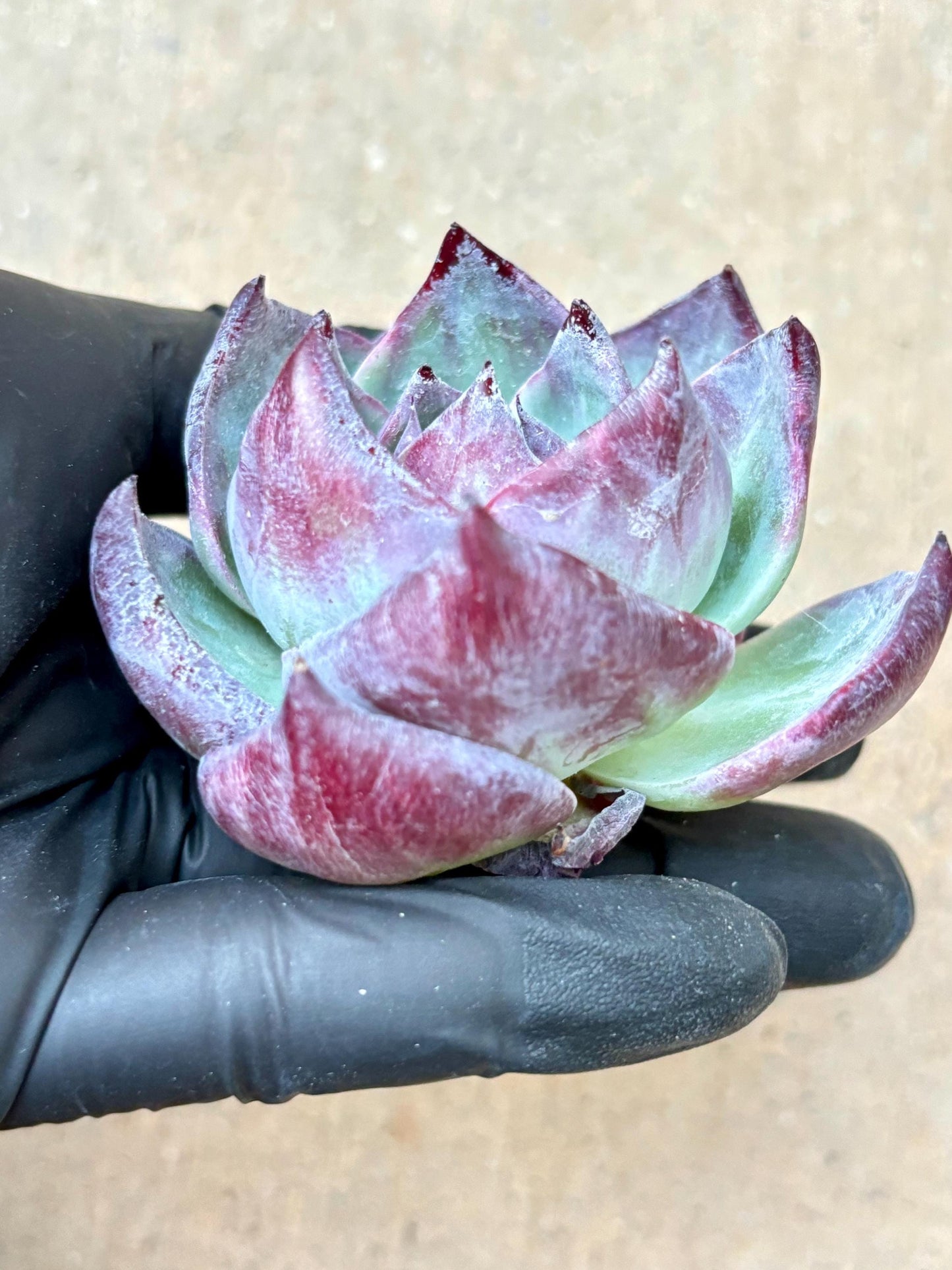 Echeveria Jinghong Fairy | Live Succulent Plant | Korean Succulent | Rare Imported Echeveria | Imported Plants