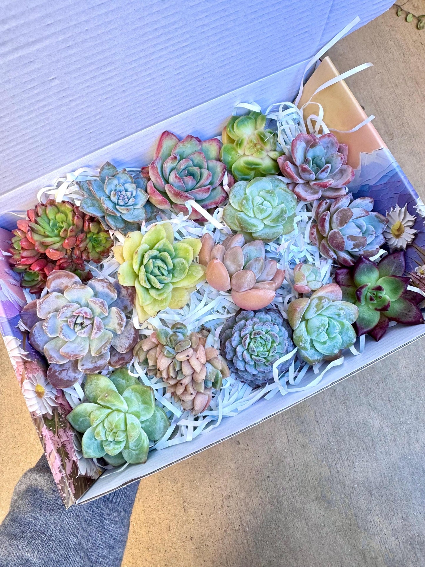 Echeveria Gift Box - 15 Pcs Live Succulent Plants - Gift Basket - Assorted Color Succulent Plants